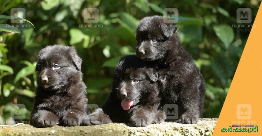 Download ജർമൻ ഷെപ്പേഡിലെ കരിമ്പുലികൾ | Black German Shepherd Dogs