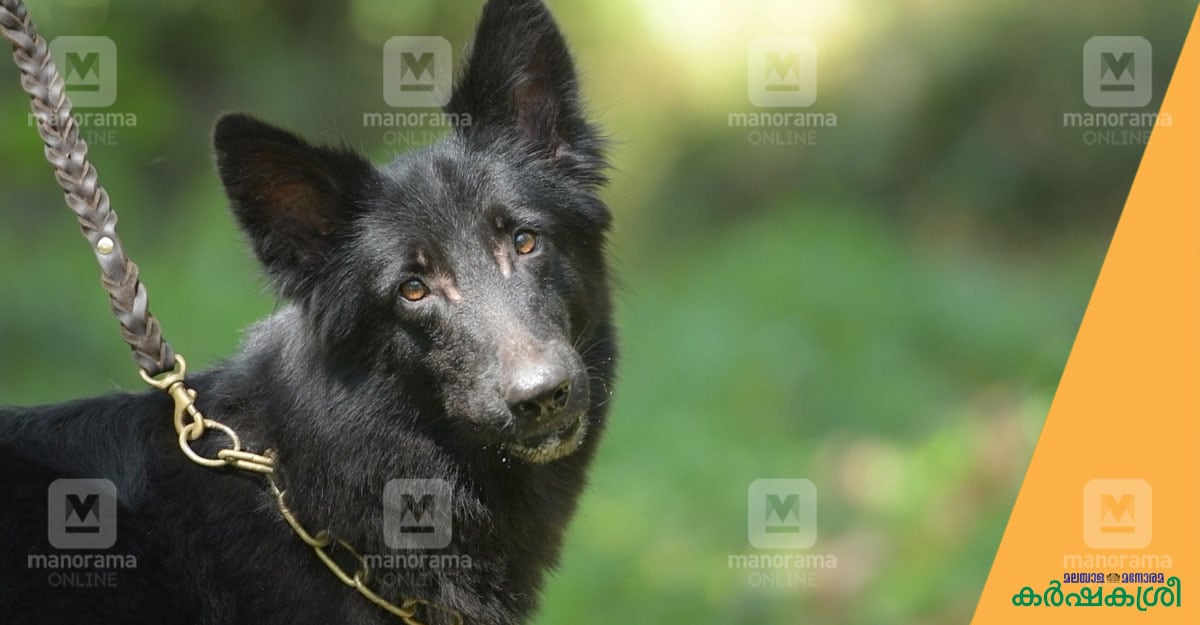 Download ജർമൻ ഷെപ്പേഡിലെ കരിമ്പുലികൾ | Black German Shepherd Dogs