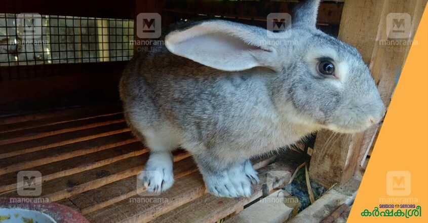 rabbit-farming-cage rabbit-farming-cage