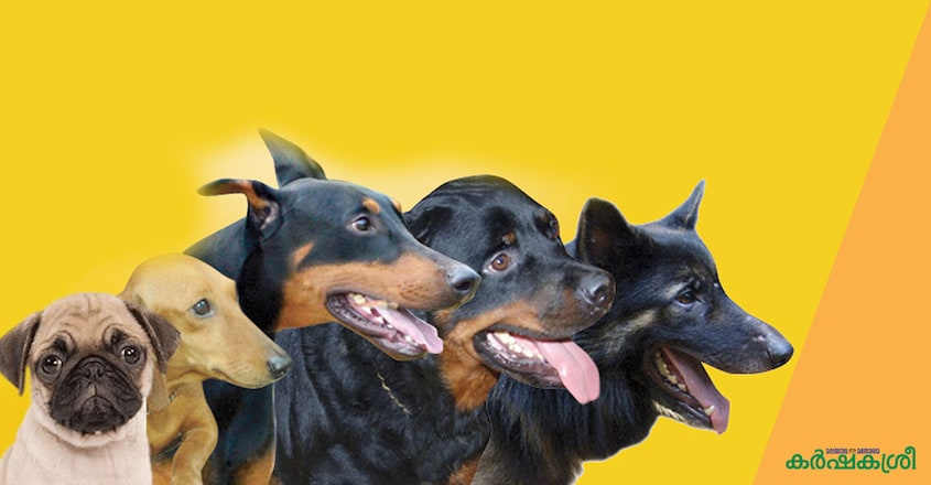 dog-head dog-head