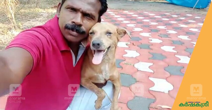 dog-alappuzha-3 dog-alappuzha-3