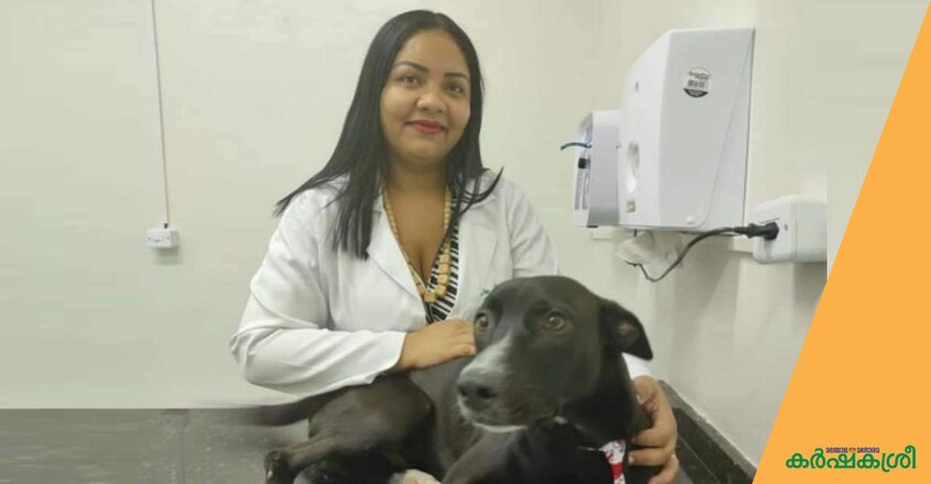 stray-dog-treatment-1 stray-dog-treatment-1