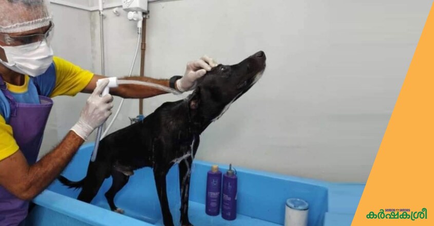 stray-dog-treatment-2 stray-dog-treatment-2