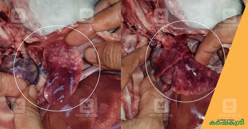 rabbit-disease rabbit-disease