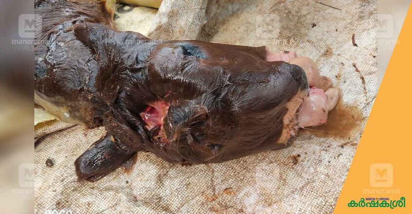 monster-calf monster-calf