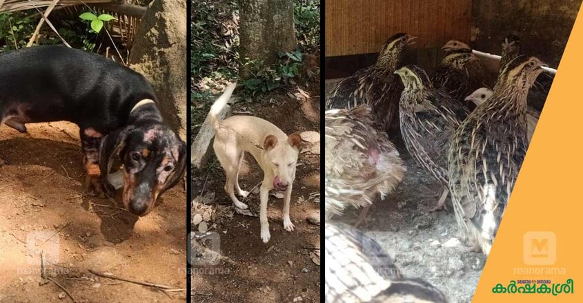 pet-rescue-1 pet-rescue-1