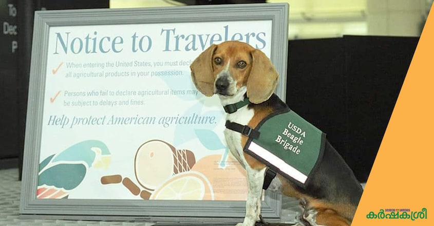 beagles-usa beagles-usa
