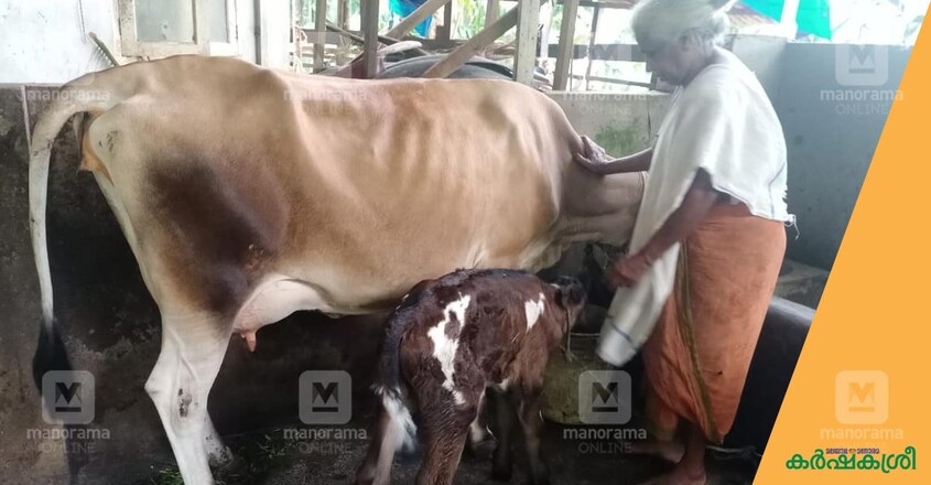 cow-3 cow-3