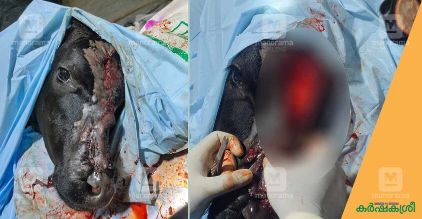 plastic-surgery-1 plastic-surgery-1