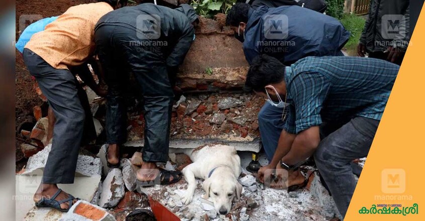 dog-rescue-1 dog-rescue-1