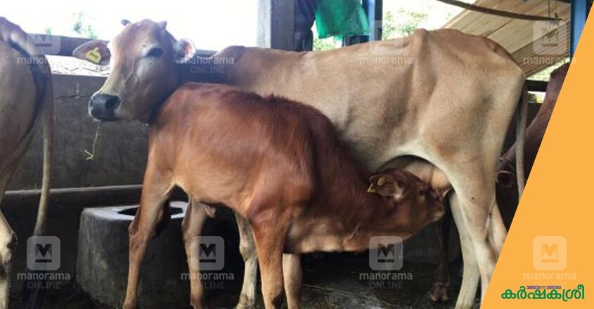 vechur-cow-2 vechur-cow-2
