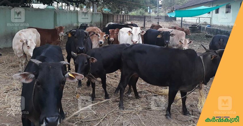 vechur-cow-3 vechur-cow-3