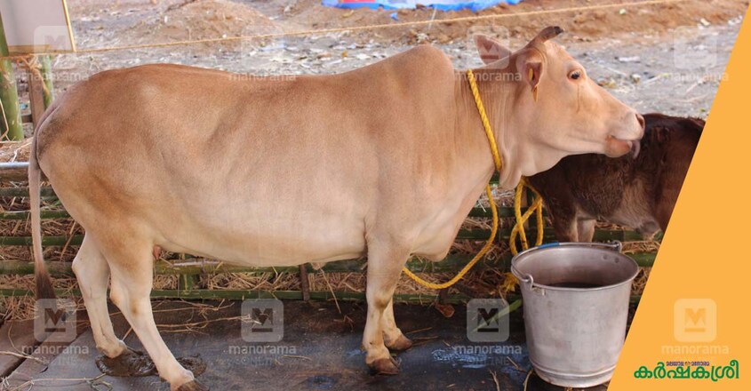 vechur-cow vechur-cow