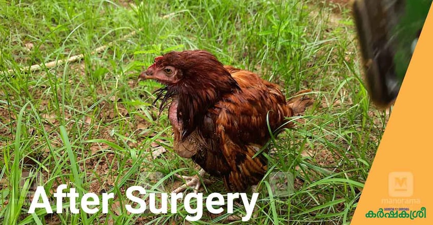 chicken-surgery-3 chicken-surgery-3