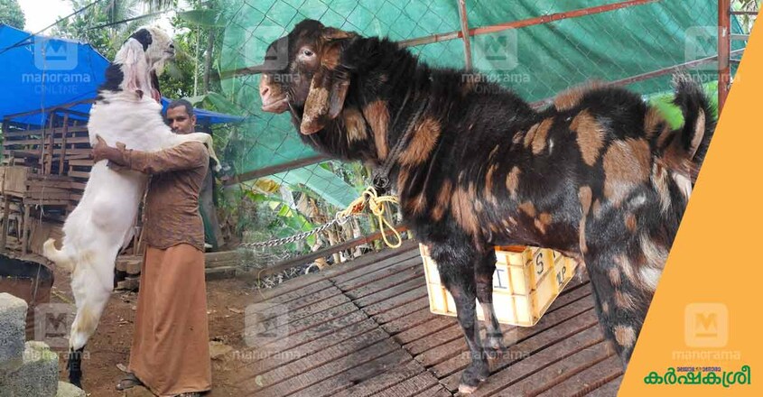 goat-farming-1 goat-farming-1