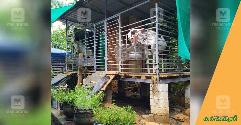 goat-farming-2 goat-farming-2