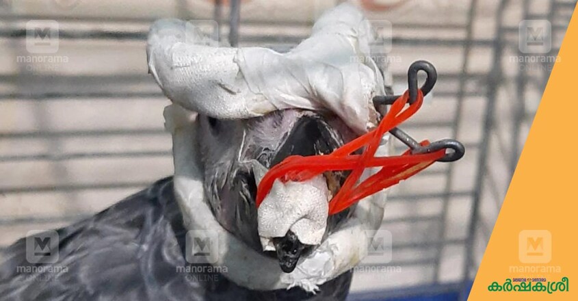 african-grey-parrot-1 african-grey-parrot-1