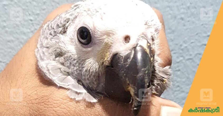 african-grey-parrot-2 african-grey-parrot-2