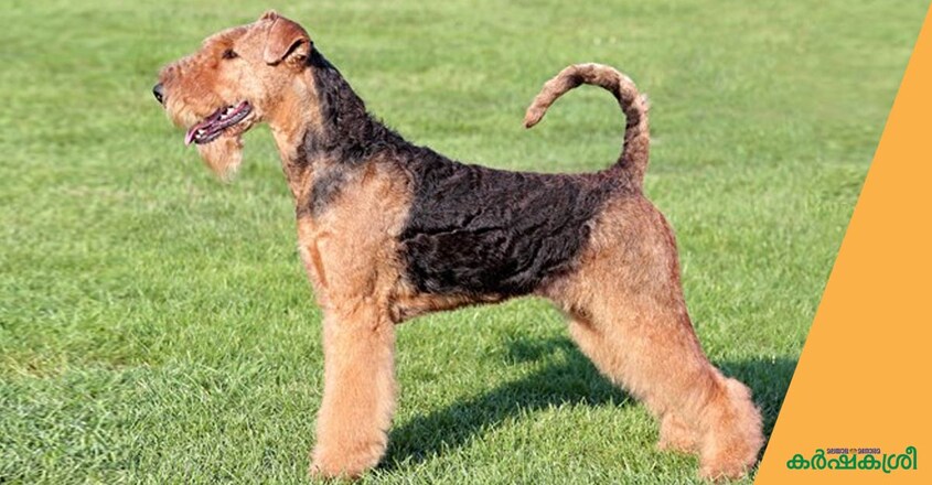 dog-airdele-terrior dog-airdele-terrior