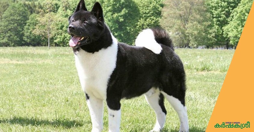 dog-akita dog-akita