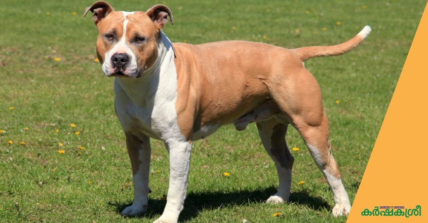 dog-amstaff dog-amstaff