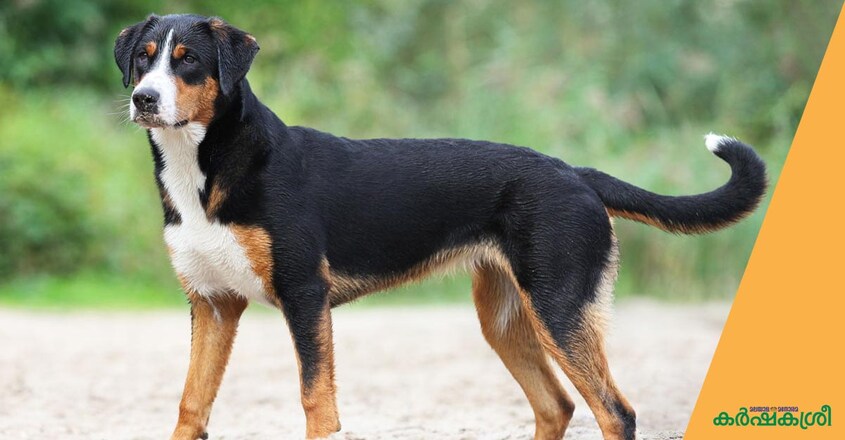 dog-appenseller-sennenhund dog-appenseller-sennenhund
