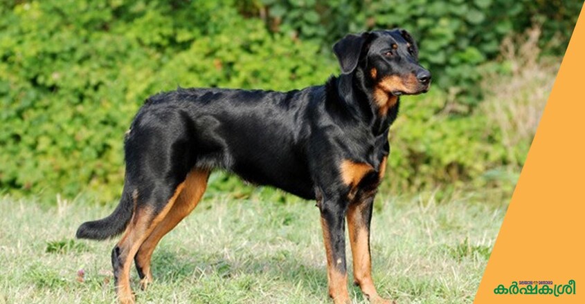 dog-beauceron dog-beauceron
