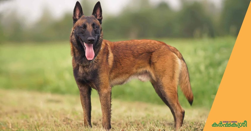 dog-belgian-malinois dog-belgian-malinois