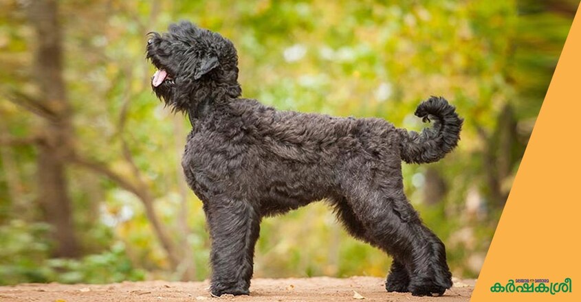 dog-black-russian-terriot dog-black-russian-terriot