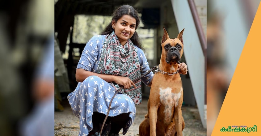 dog-boxer dog-boxer