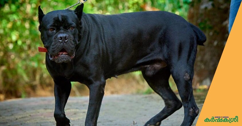 dog-cane-corso dog-cane-corso
