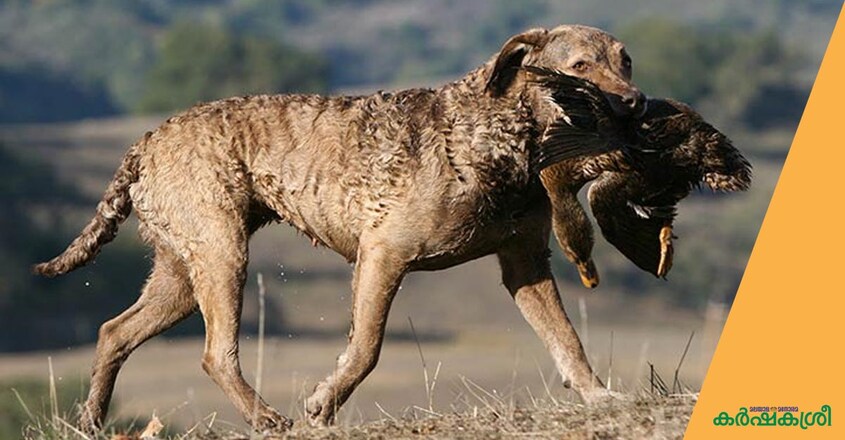 dog-chesapeake-bay-retriever dog-chesapeake-bay-retriever