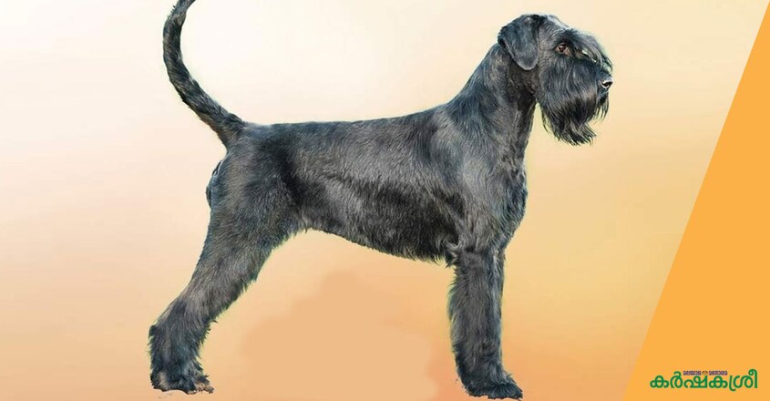 dog-giant-schnauzer dog-giant-schnauzer