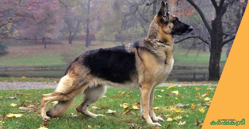 dog-gsd dog-gsd