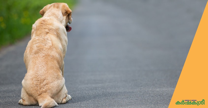 dog-abandant dog-abandant