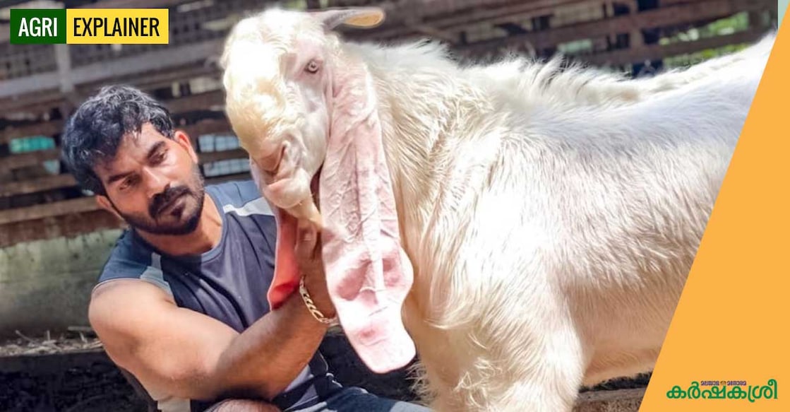 goat-farming--1 goat-farming--1