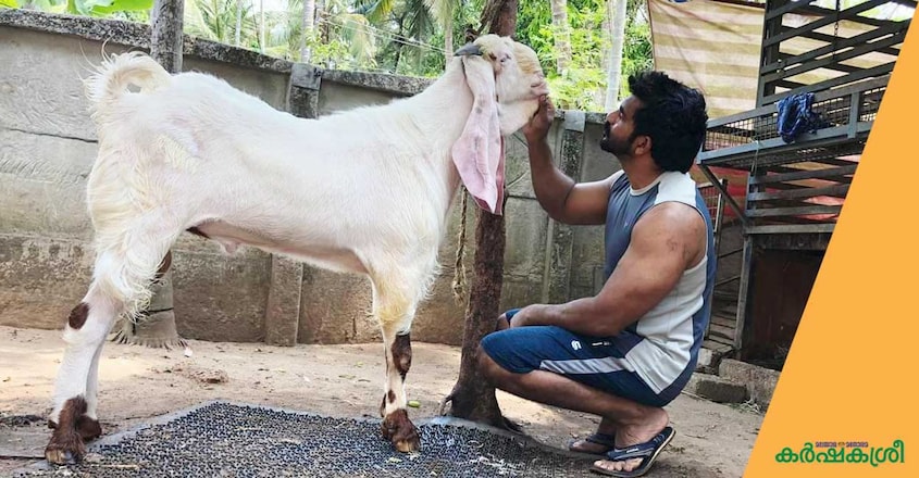 goat-farming-2 goat-farming-2