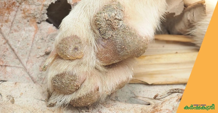 canine-distemper-1 canine-distemper-1