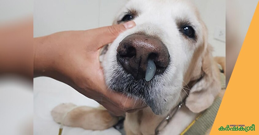 canine-distemper-2 canine-distemper-2