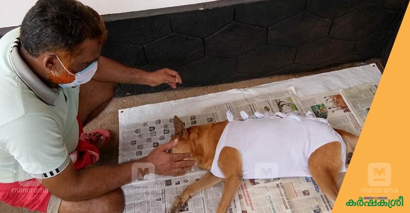 stray-dog-1 stray-dog-1