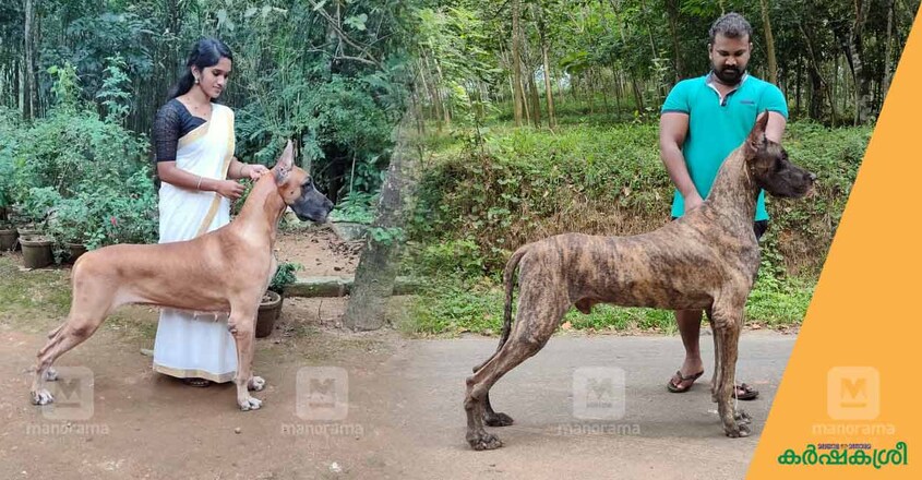 great-dane-dog-1 great-dane-dog-1