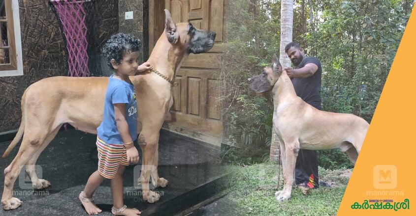 great-dane great-dane