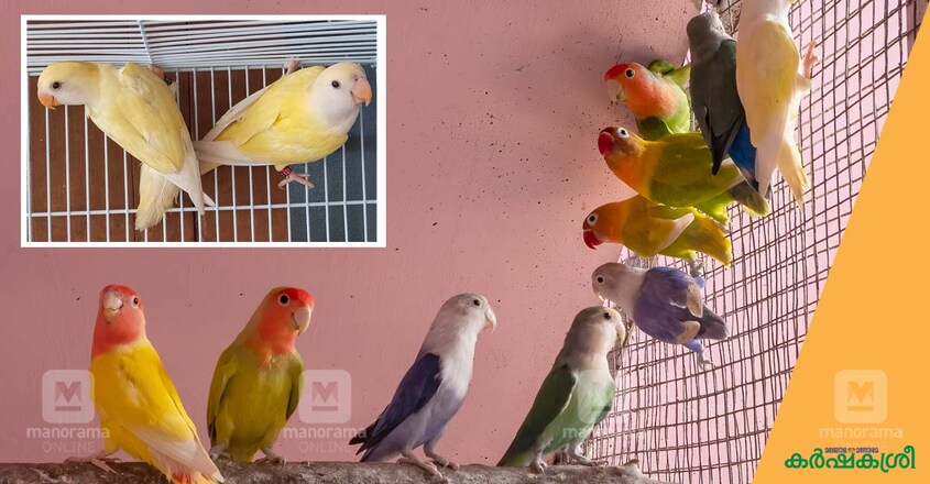 african-love-bird-1 african-love-bird-1