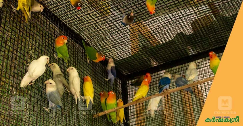 african-love-birds african-love-birds