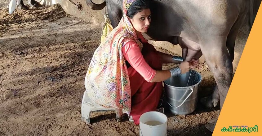 buffalo-milking buffalo-milking