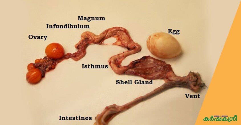 egg-hen egg-hen