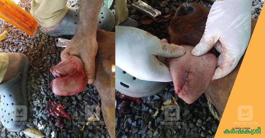 cow-treatment-1 cow-treatment-1