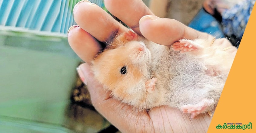 hamster-1 hamster-1