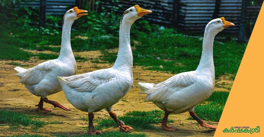 goose goose