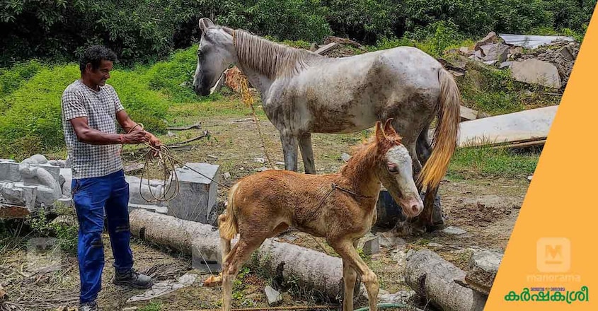 horse-rider-hayan horse-rider-hayan